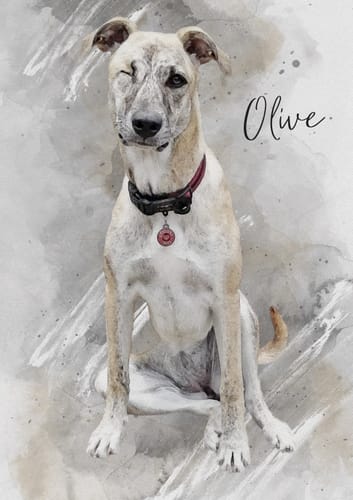 Customer photo review of WATERCOLOUR PET PORTRAIT (From Photo)