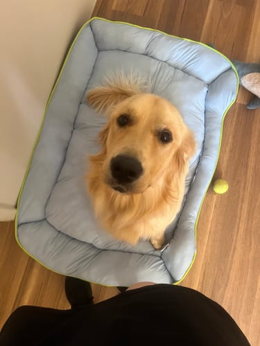 Customer photo review of PaWz Pet Cooling Sofa Bed