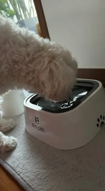 Customer photo review of els pet - Wassernapf 1.5l
