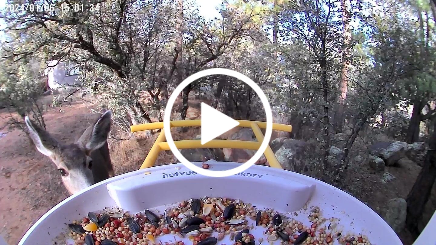 Customer video review of Birdfy Bird Seed Guard