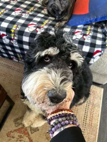 Customer photo review of Scorpio Bracelet Pack