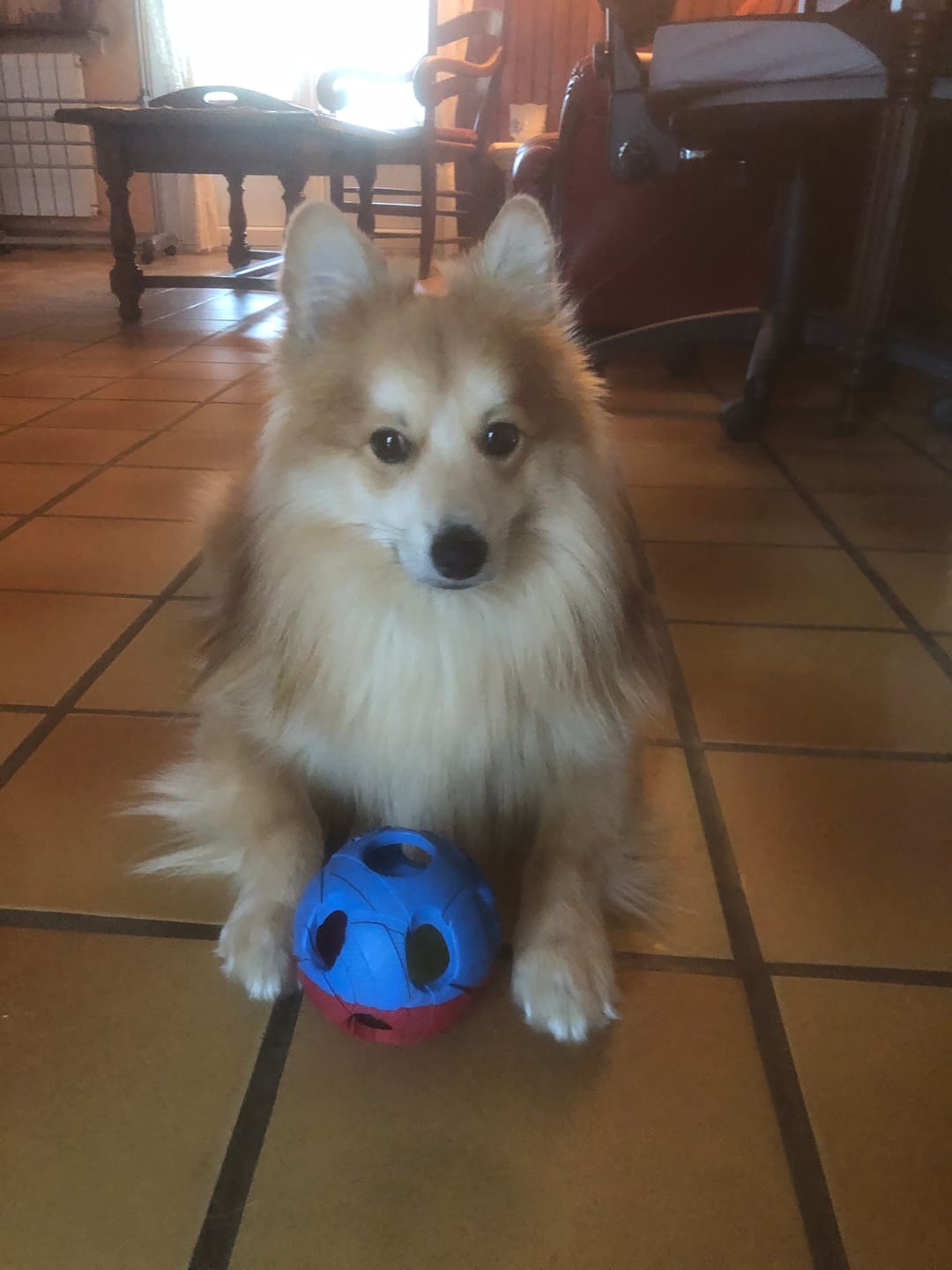 Customer photo review of Croquettes de volaille riches en ingrédients frais - Moy. / Grande taille (chien adulte)