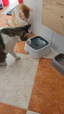 Customer photo review of els pet - Wassernapf 1.5l