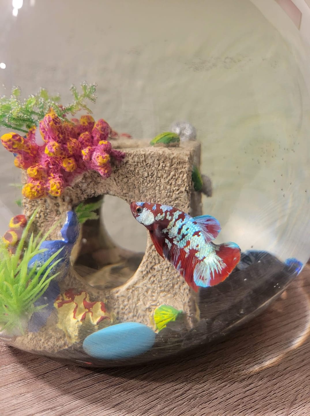 Customer photo review of Koi Red Galaxy Male Betta Fish High Grade | Buy 4 Get 1 Free | Mystery Betta