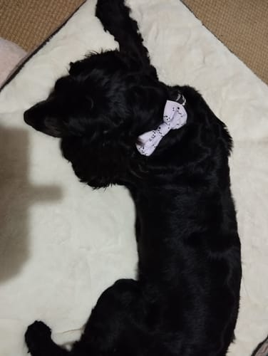 Customer photo review of Bow Tie - Georgina The Giraffe