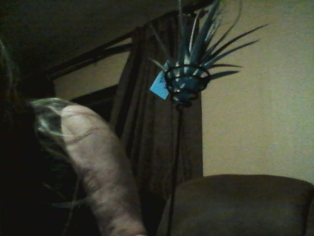 Customer photo review of Heavy Gauge Tall Wire Air Plant Holder