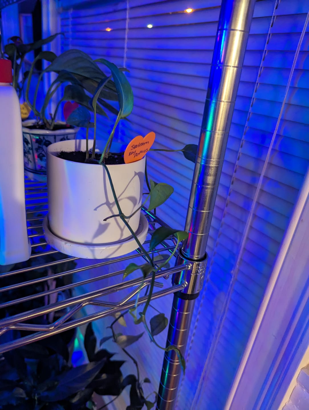 Customer photo review of Pothos Epipremnum pinnatum 'Skeleton Key'