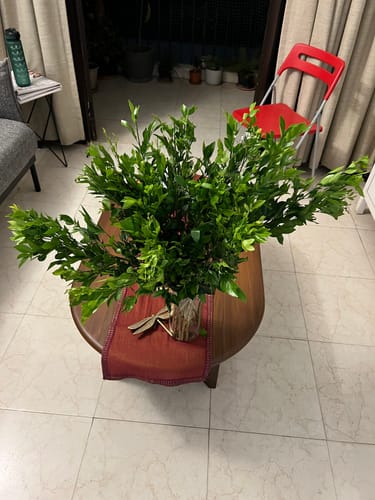 Customer photo review of Blue Gardenia