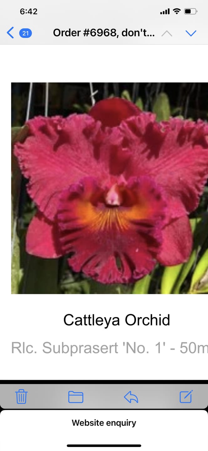 Customer photo review of Cattleya Orchid