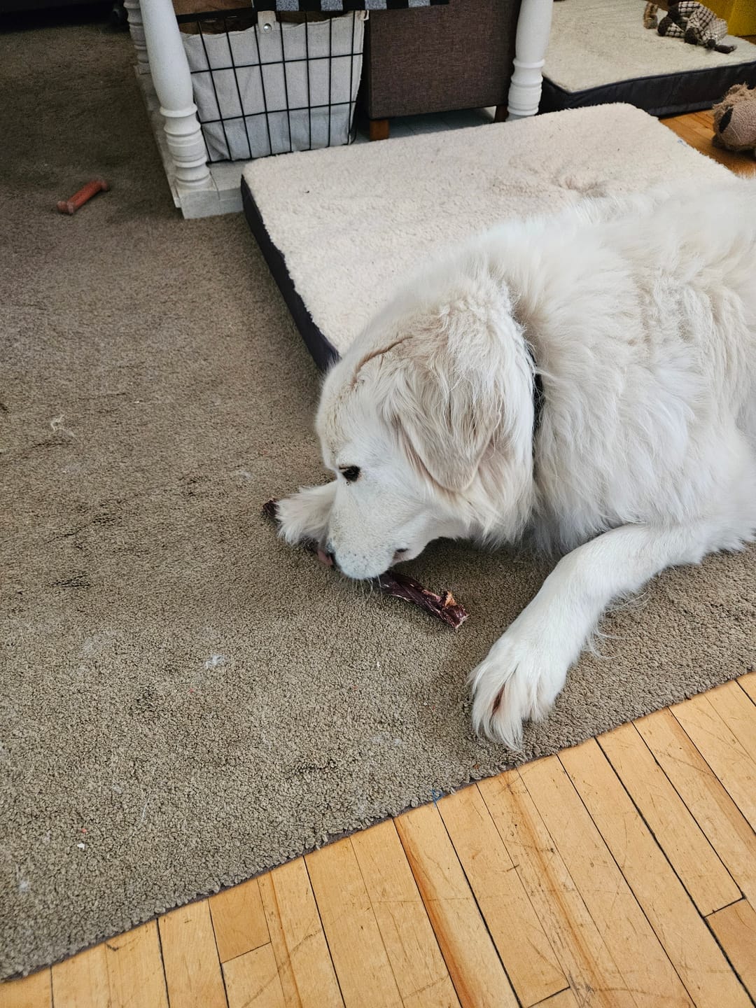 Customer photo review of 12 Inch Braided Jerky Stick