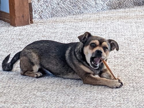 Customer photo review of Extra Thin Bully Sticks 6" (25 Count)