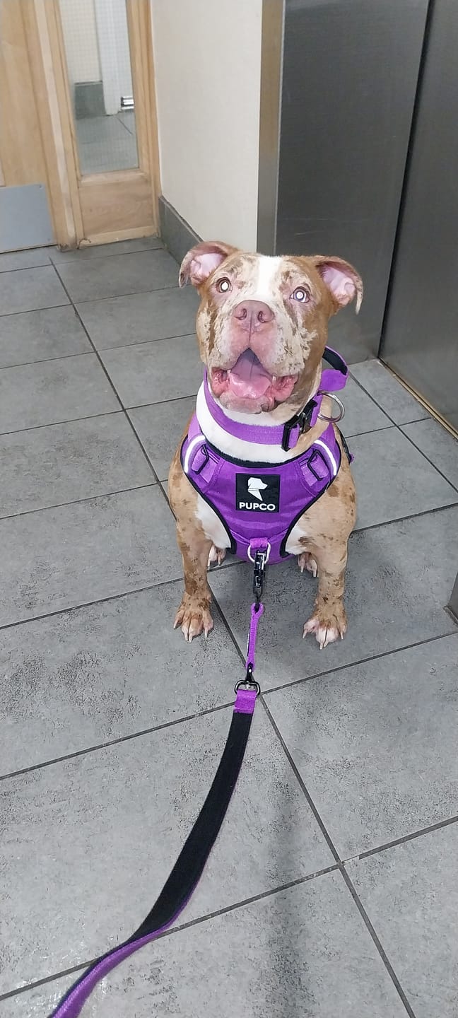 Customer photo review of Prime harness - purple