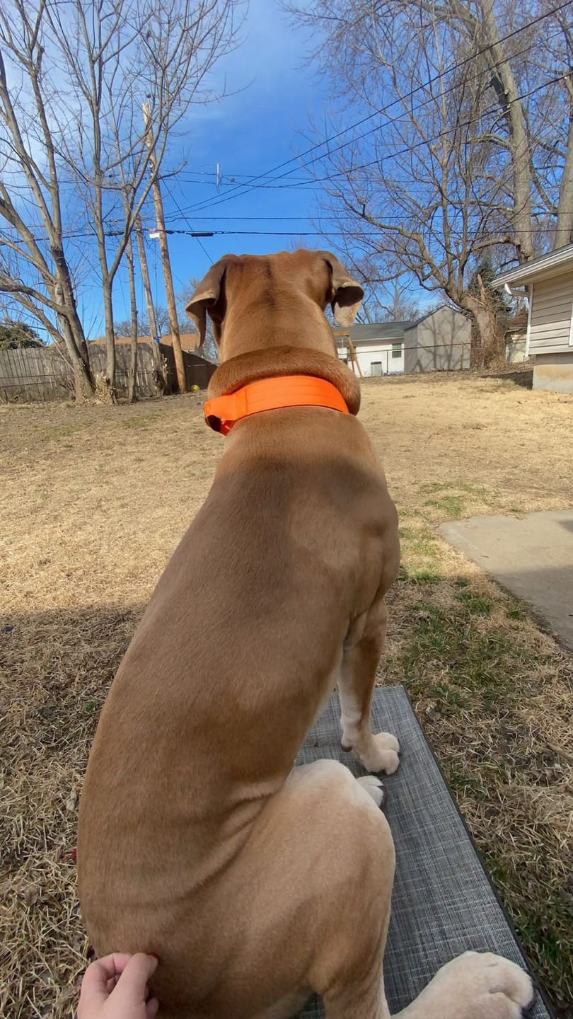 Customer photo review of 4cm Combat® Collar | With Handle & Rated Clip - Orange v2.0