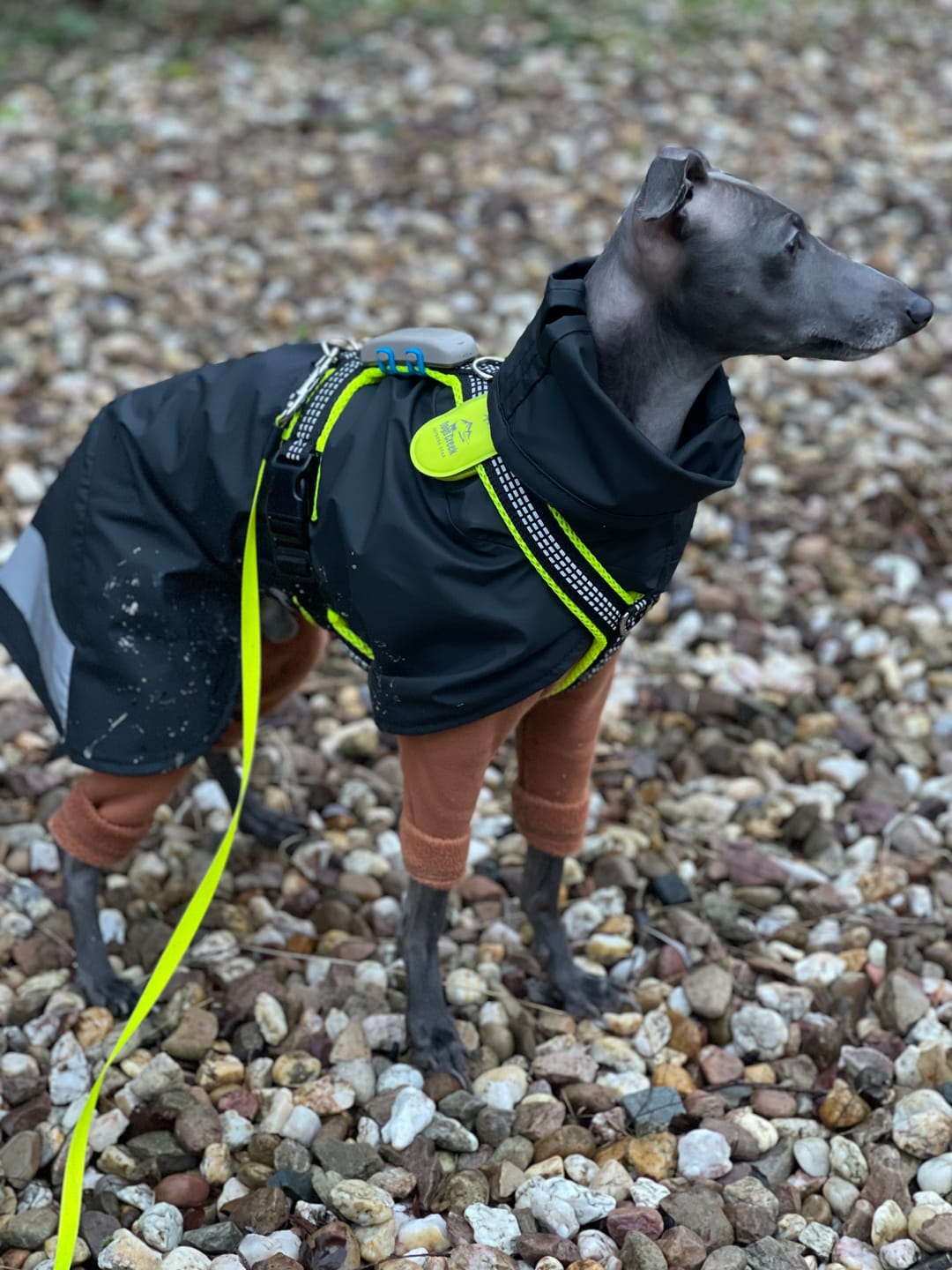 Customer photo review of Windhundgeschirr REFLEX Welpe/Windspiel "Yellow"