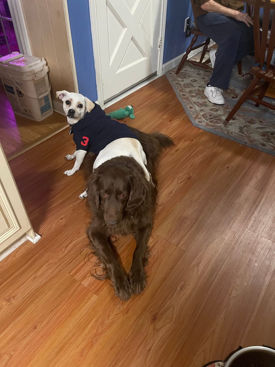 Customer photo review of Polo Ralph Lauren Big-Pony Fleece Dog Hoodie
