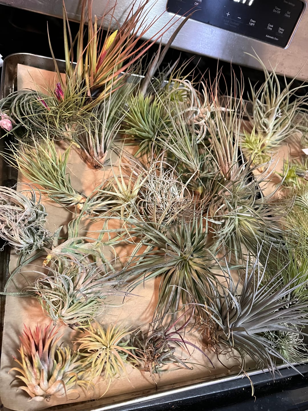 Customer photo review of B Quality Greenhouse Mix 10 Plant Pack