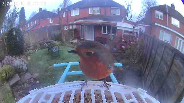 Customer photo review of Birdfy Bird Seed Guard