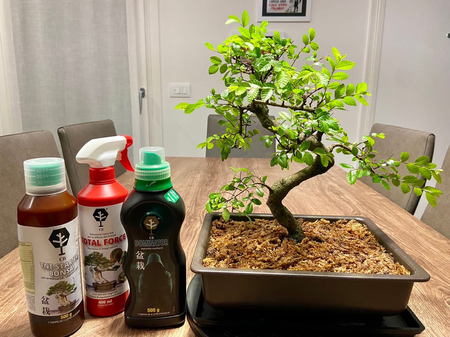 Customer photo review of VASI BONSAI PLASTICA RIGIDA PROFESSIONALI