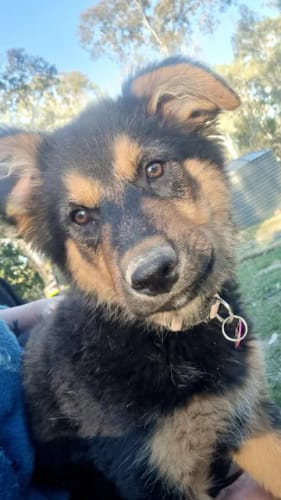 Customer photo review of PinkyPaws Aluminium Pets ID Tag