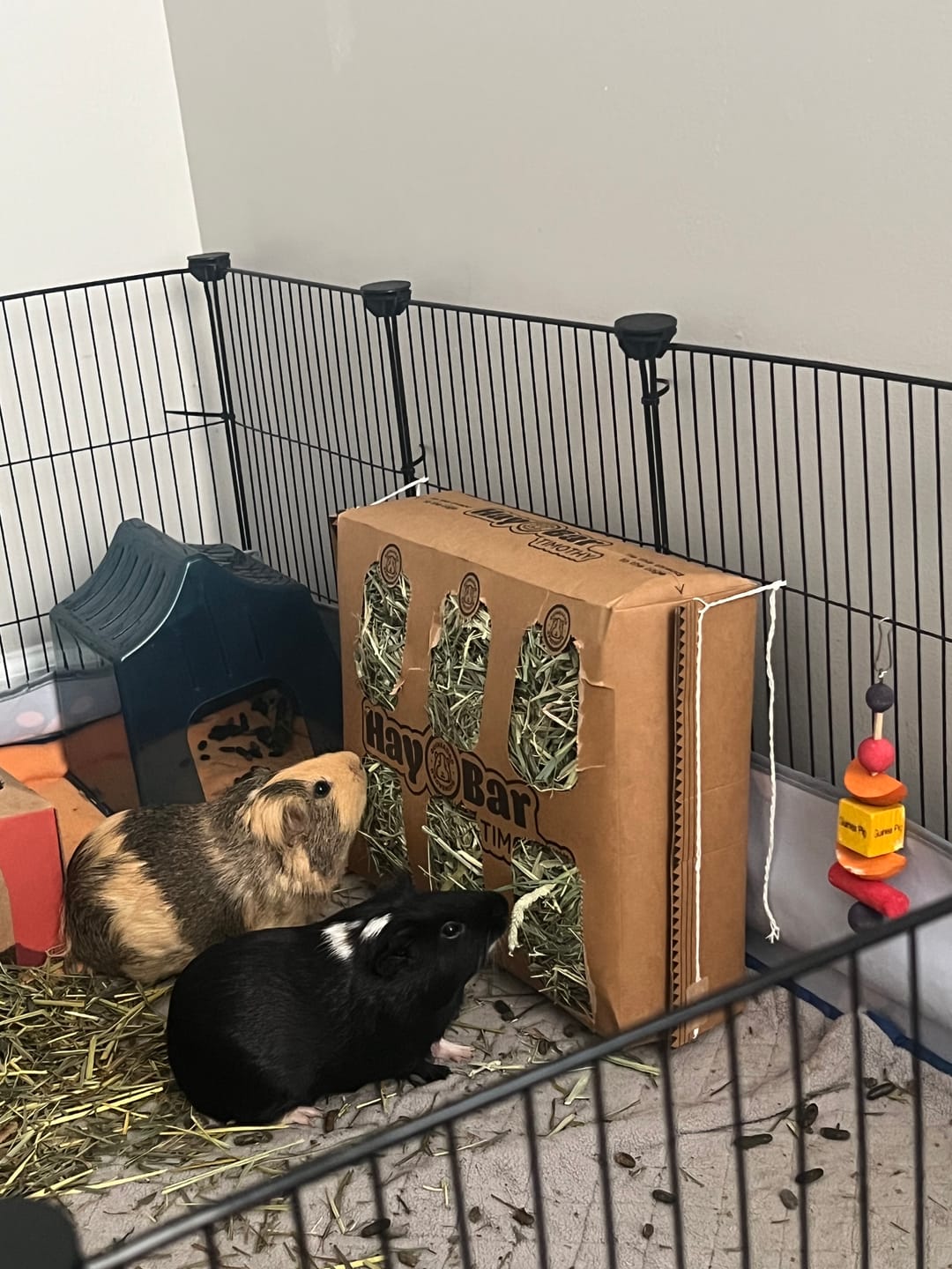 Customer photo review of Timothy Hay Bar for Guinea Pigs (5 Pack)