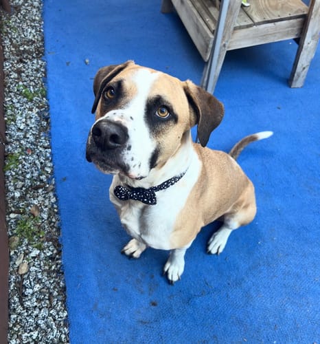 Customer photo review of Bow Tie - Pongo