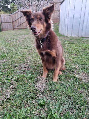 Customer photo review of PinkyPaws Aluminium Pets ID Tag
