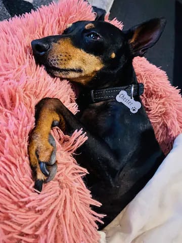 Customer photo review of PinkyPaws Aluminium Pets ID Tag