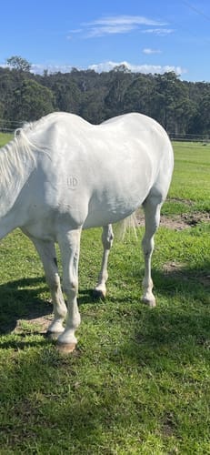 Customer photo review of Digestive HP