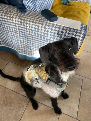 Customer photo review of Sighthound Escape Proof Harness