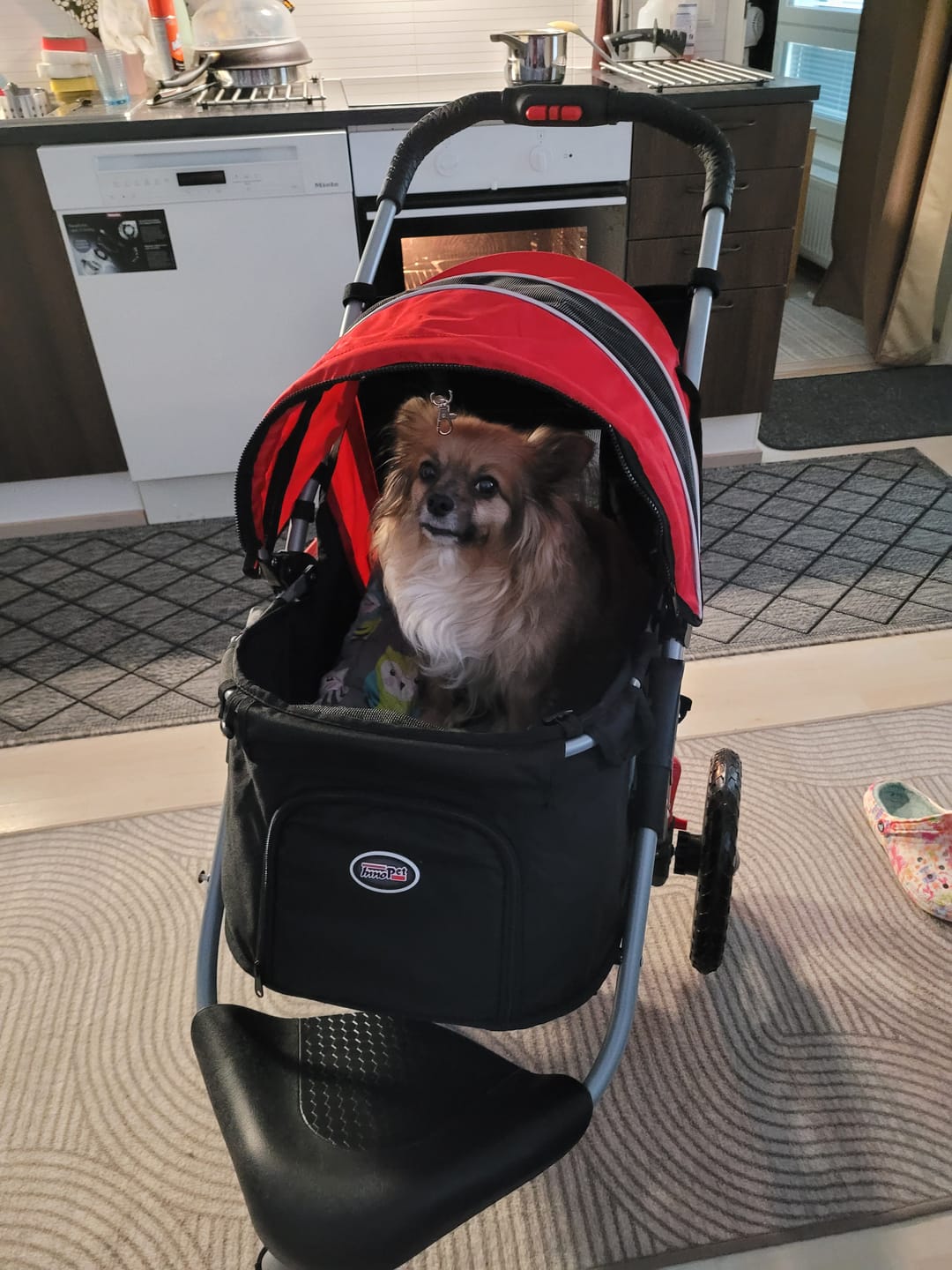 Customer photo review of Comfort EFA ECO lemmikkirattaat