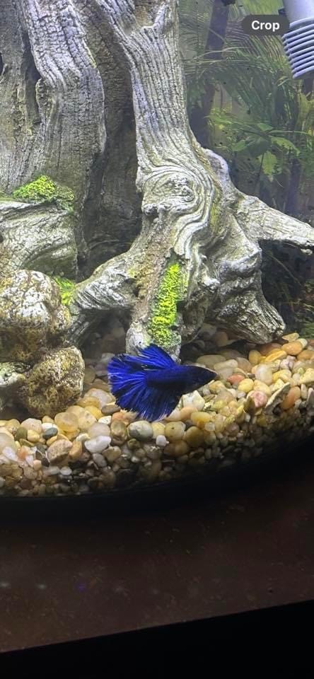 Customer photo review of Super Blue Halfmoon Male Betta Fish