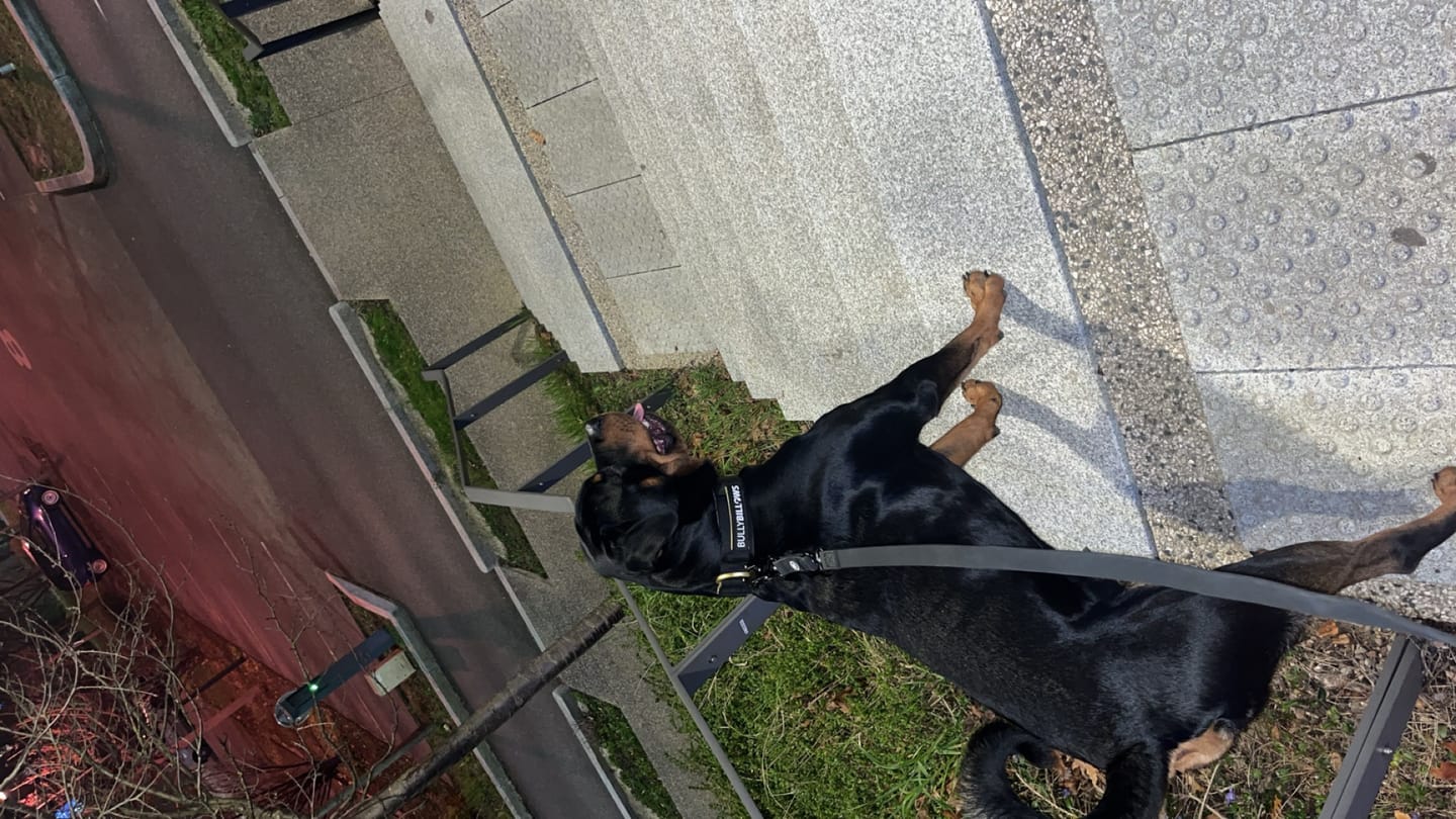 Customer photo review of 5cm LIGHTER Combat® Collar | With Handle Rated Clip - Black, Yellow & Gold