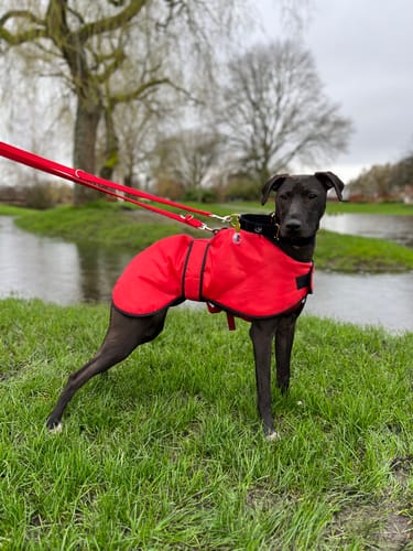 Customer photo review of Vetra - Warm Sighthound Coat with Zip Harness Hole