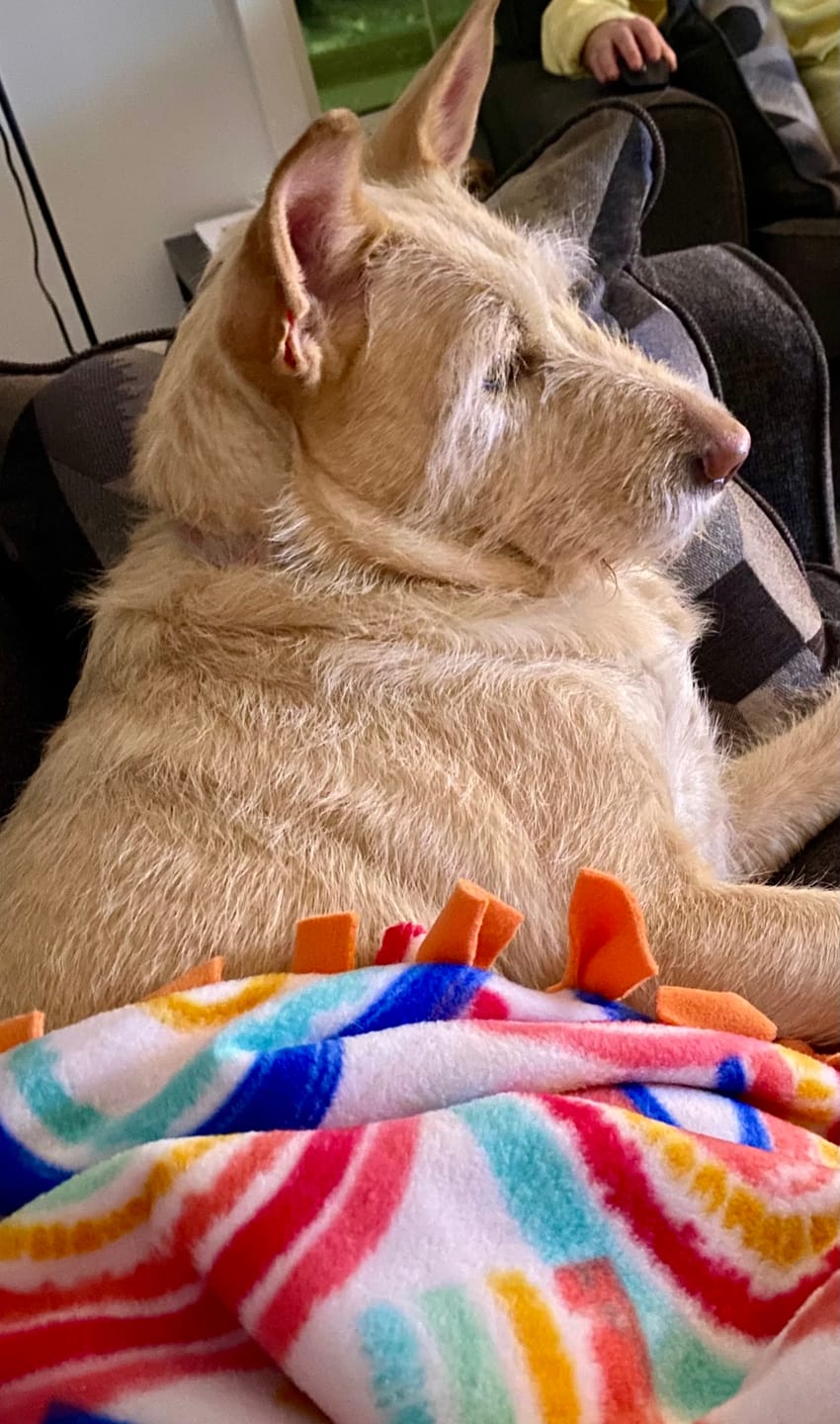 Customer photo review of 12 Inch Braided Jerky Stick