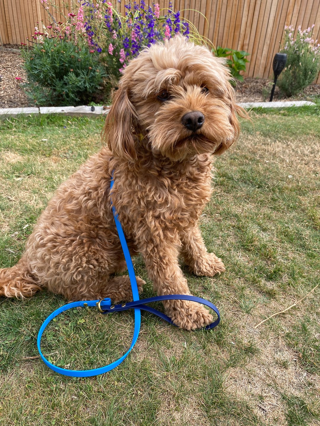 Customer photo review of Classic Buckle Collar - Waterproof BioThane® Custom Dog Collar