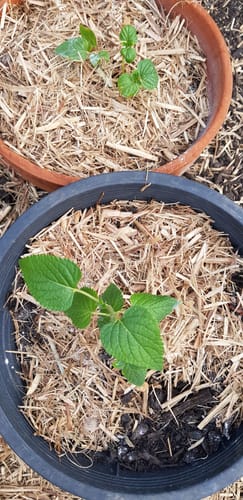 Customer photo review of Salvia x guaranitica | Rhythm & Blues