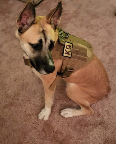 Customer photo review of 2MBH Harness Exchanges