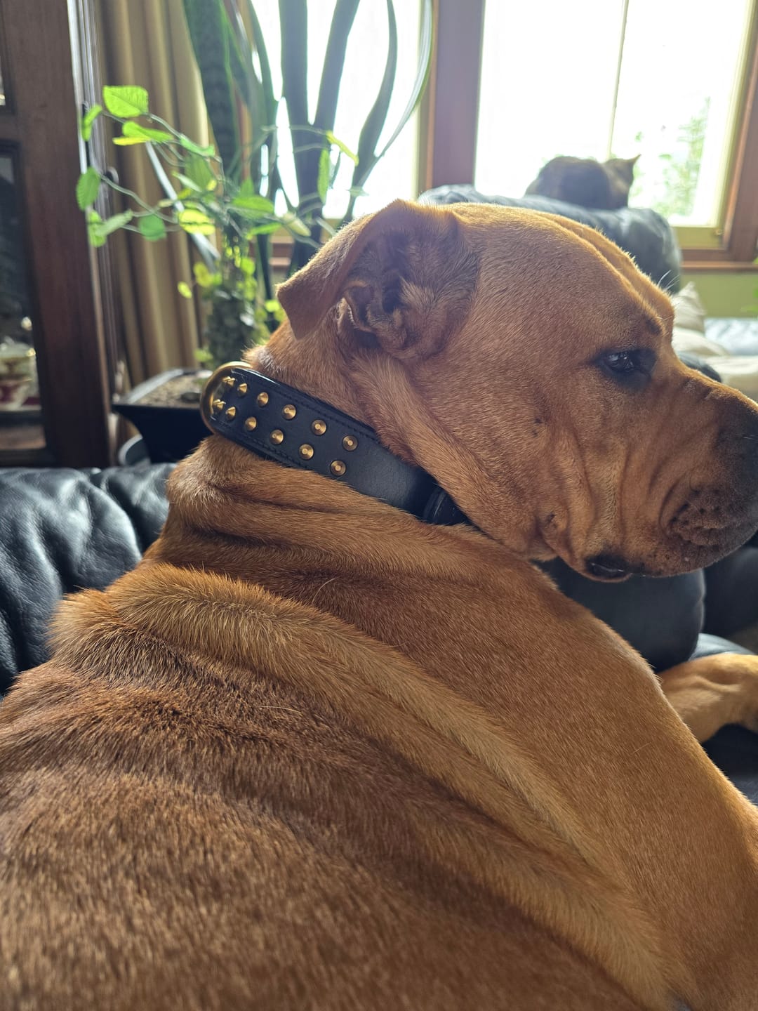 Customer photo review of Hand Made Leather Dog Collar- RuffNeck Black & Brass (Regular Fit)