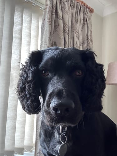 Customer photo review of Pooch's Handmade Dog Treats