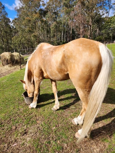 Customer photo review of Digestive HP