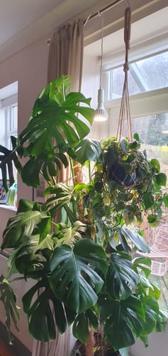 Customer photo review of Pianta Grow Light and Enna Plug-in Ceiling Pendant Bundle