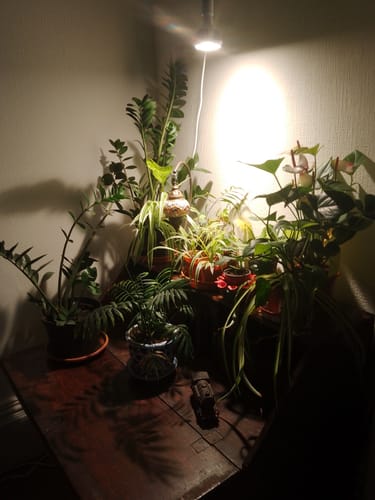 Customer photo review of Pianta Grow Light and Enna Plug-in Ceiling Pendant Bundle