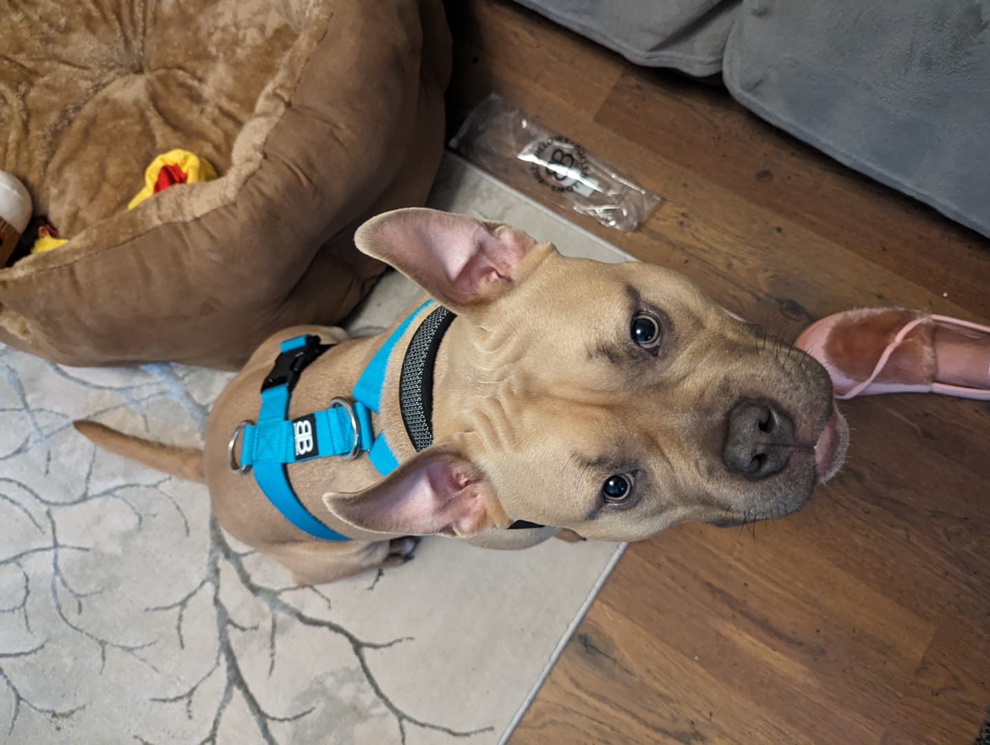 Customer photo review of TRI-Harness® | Anti-Pull, Adjustable & Durable - Dog Trainers Choice -  Light Blue v2.0