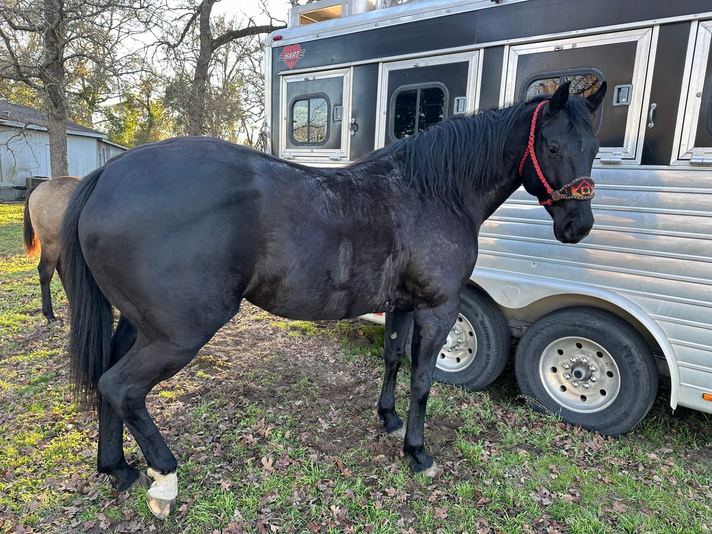Customer photo review of Equine Aloe Vera Juice