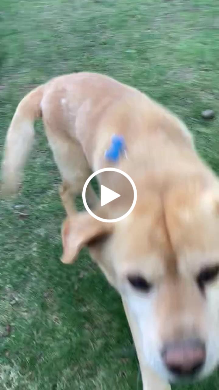 Customer video review of WALK-EASY® Joint and Hip Pain Relief for Dogs and Cats - Helps Arthritis, Torn Ligament and Other Joint Conditions