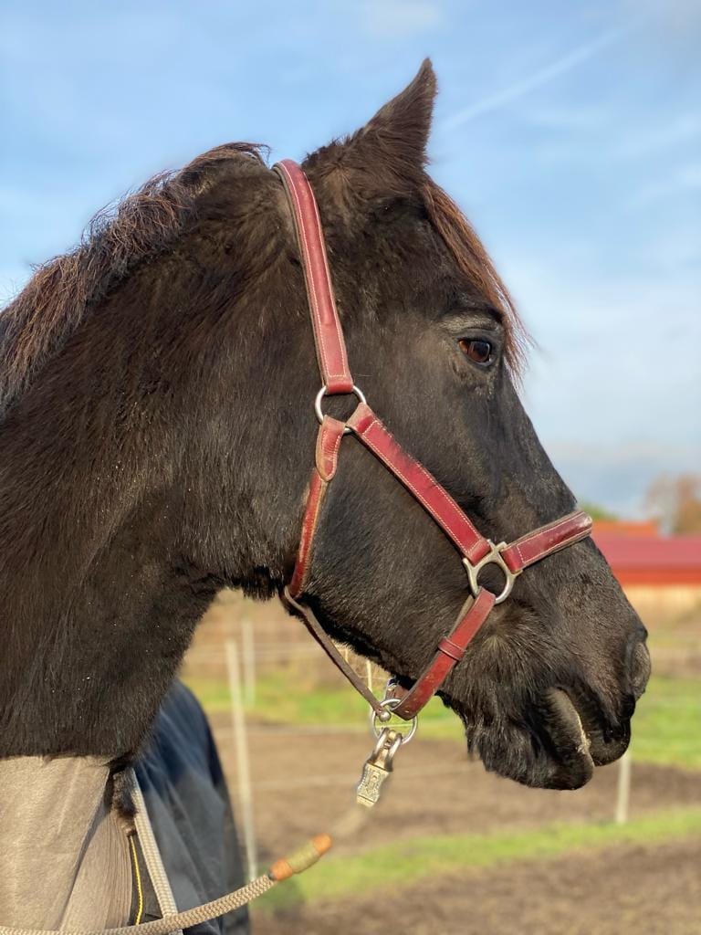 Customer photo review of Kristallkraft Femmina