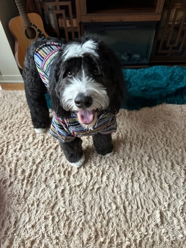 Customer photo review of Playa Poncho - Surprise Color