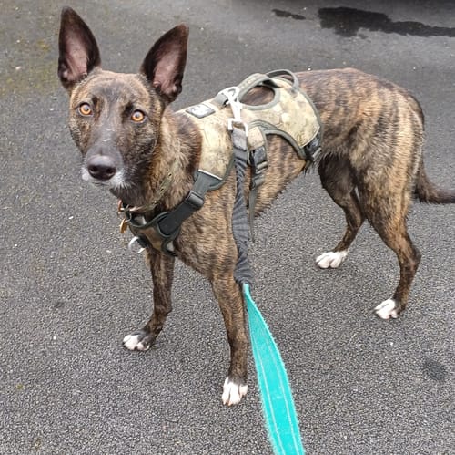 Customer photo review of Sighthound Escape Proof Harness
