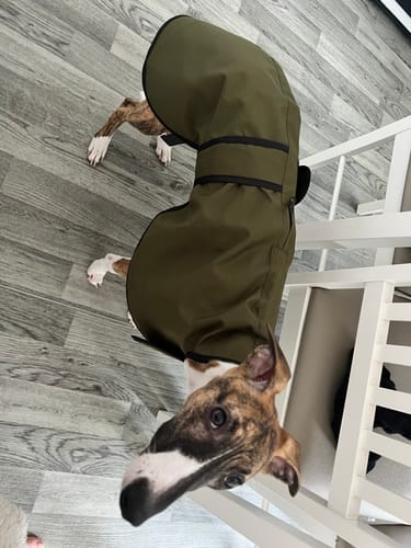 Customer photo review of Regna - Lightweight Summer Sighthound Coat with Harness Hole Zip