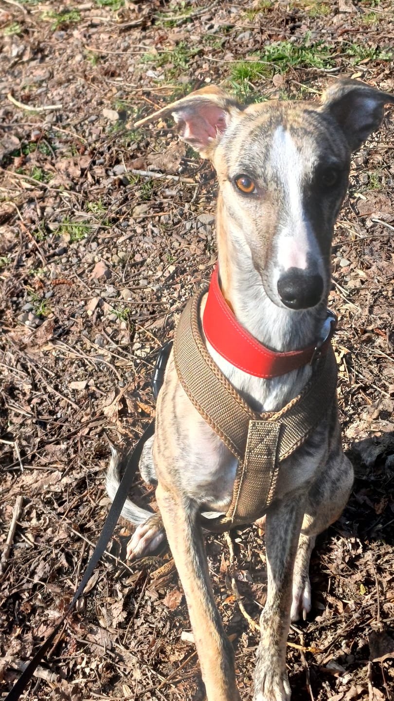 Customer photo review of Hundegeschirr FUN "Golden Sand"